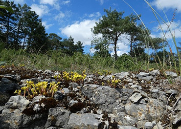 Das Bild zeigt Kalkmagerrasem mit Gelbem Mauerpfeffer, Copyright: Herbert-Kirsch; Interner Link zur Projekt-Seite