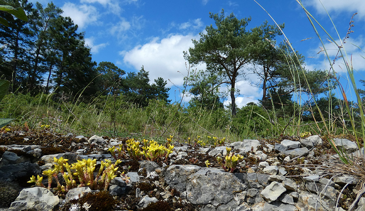 Das Bild zeigt Kalkmagerrasemmit Gelbem Mauerpfeffer, Copyright: Herbert Kirsch