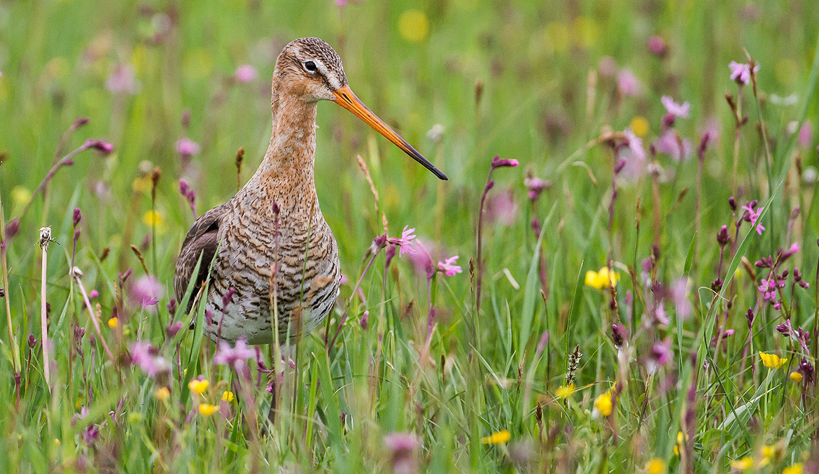 Das Bild zeigt eine Uferschnepfe Copyright: Andreas Stern