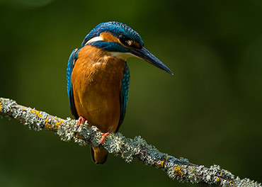 Das Bild zeigt einen Eisvogel(c) Lorenz; Interner Link zur Projekt-Seite