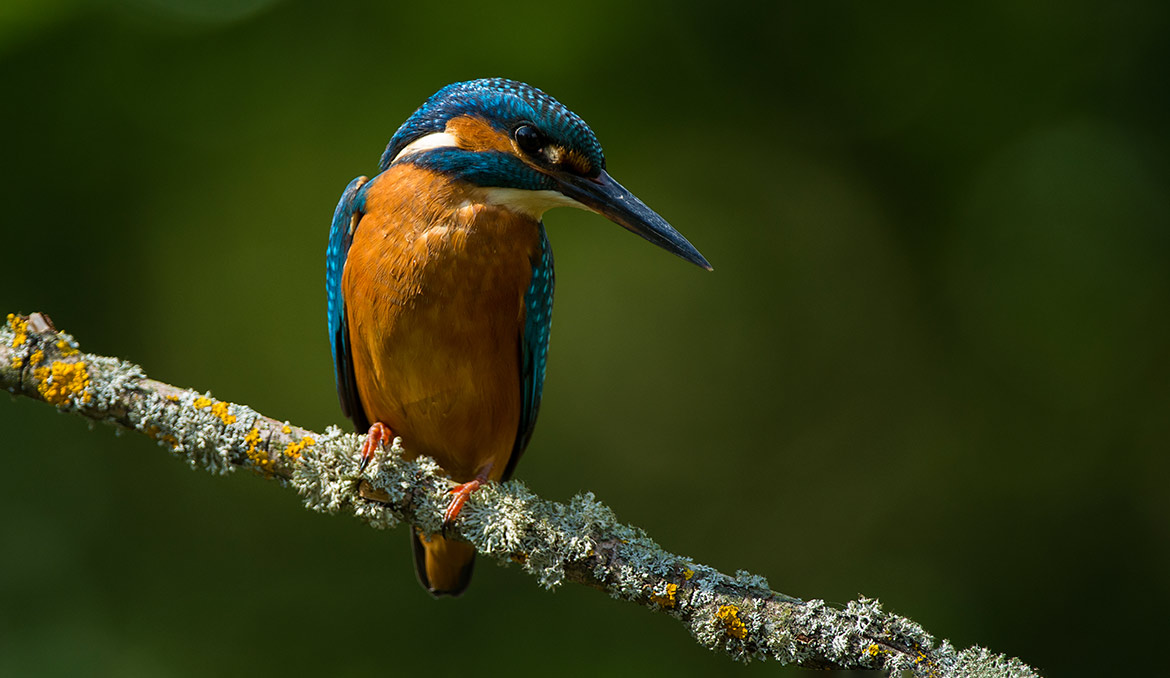 Das Bild einen Eisvogel, Copyright: Lorenz